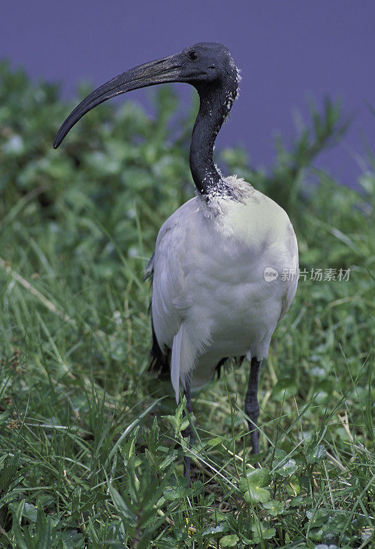 非洲圣朱鹭(Threskiornis aethiopicus)是朱鹭的一种，是一种涉禽科的鸟。它原产于非洲和中东。肯尼亚安博塞利国家公园